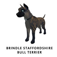 Brindle Staffordshire Bull Terrier