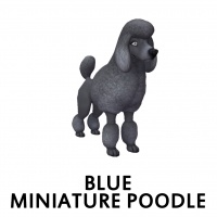 Blue Miniature Poodle