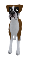 :Boxer Standard Deep Fawn