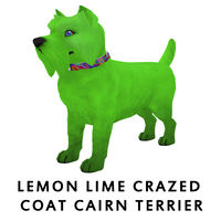 Lemon Lime Crazed Coat Cairn Terrier