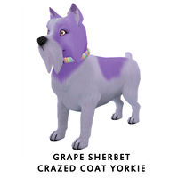 Grape Sherbet Crazed Coat Yorkie