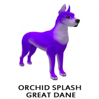 Orchid Splash Great Dane