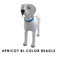 Apricot Bi-Color Beagle