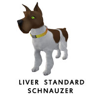 Liver Standard Schnauzer