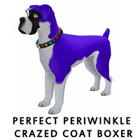 Perfect Periwinkle Crazed Coat Boxer