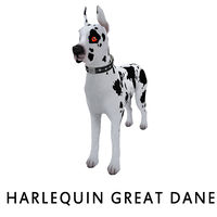 Harlequin Great Dane