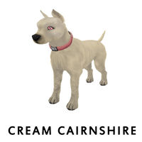 Cream Cairnshires