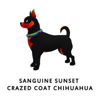 Sanguine Sunset Crazed Coat Chihuahua