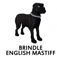 Brindle English Mastiff