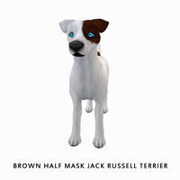 Brown Half Mask Jack Russell Terrier