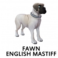 Fawn English Mastiff