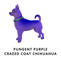 Pungent Purple Crazed Coat Chihuahua