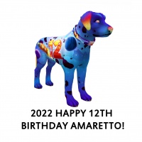 Happy 12th Birthday Amaretto!