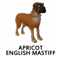 Apricot English Mastiff