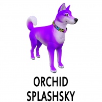 Orchid Splashsky