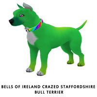 Bells of Ireland Crazed Staffordshire Bull Terrier