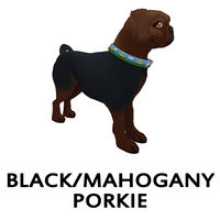 Black/Mahogany Porkie