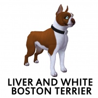 Liver and White Boston Terrier