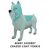 Berry Sherbet Crazed Coat Yorkie