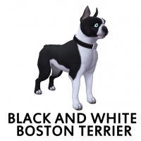 Black and White Boston Terrier