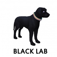 Black Lab