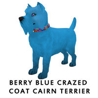 Berry Blue Crazed Coat Cairn Terrier