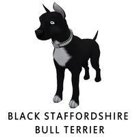 Black Staffordshire Bull Terrier