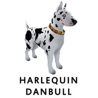 Harlequin Danbull