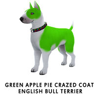 Green Apple Pie Crazed Coat English Bull Terrier