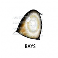 Rays Eye