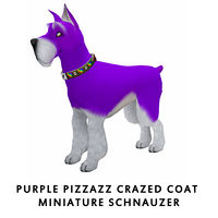 Purple Pizzazz Crazed Coat Miniature Schnauzer