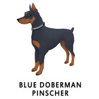 Blue Doberman Pinscher