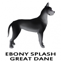 Ebony Splashed Great Dane