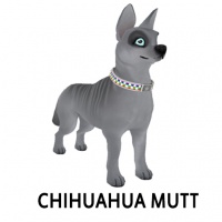 Chihuahua Mutt