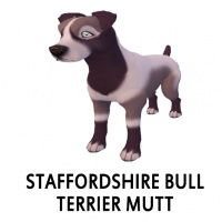 Staffordshire Bull Terrier Mutt