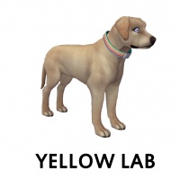 Yellow Lab