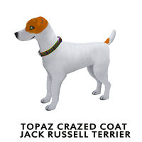 Topaz Crazed Coat Jack Russell Terrier