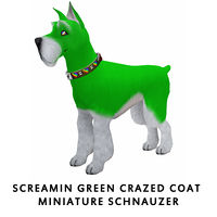 Screamin Green Crazed Coat Miniature Schnauzer