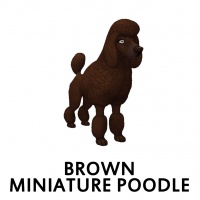 Brown Miniature Poodle