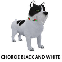 Chorkie Black and White