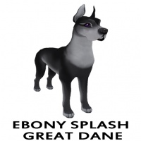 Ebony Splashed Great Dane