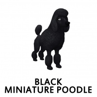 Black Miniature Poodle