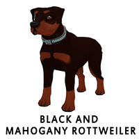 Black and Mahogany Rottweiler