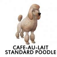 Cafe-au-lait Standard Poodle