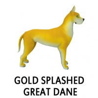 Gold Splashed Great Dane