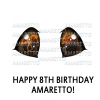 Happy 8th Birthday Amaretto!