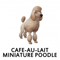 Cafe-au-lait Miniature Poodle