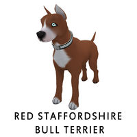 Red Staffordshire Bull Terrier