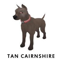 Tan Cairnshires