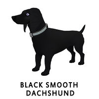 Black Smooth Dachshund